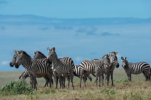 Plains zebras-Equus quagga-Ndutu-Ngorongoro Conservation Area-Serengeti-Tanzania Art Print